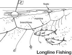 Longline Fishing